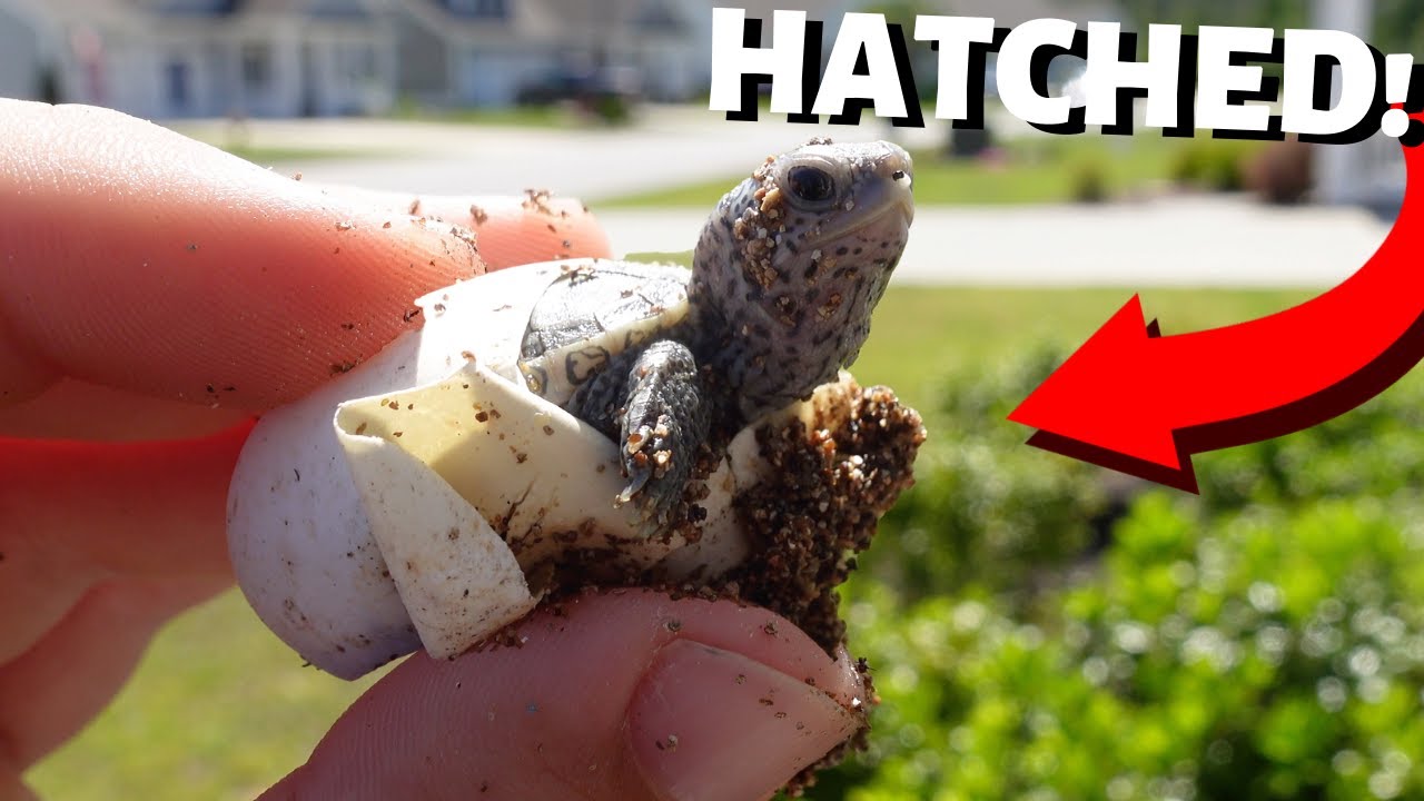 HATCHING BABY TURTLES!!!