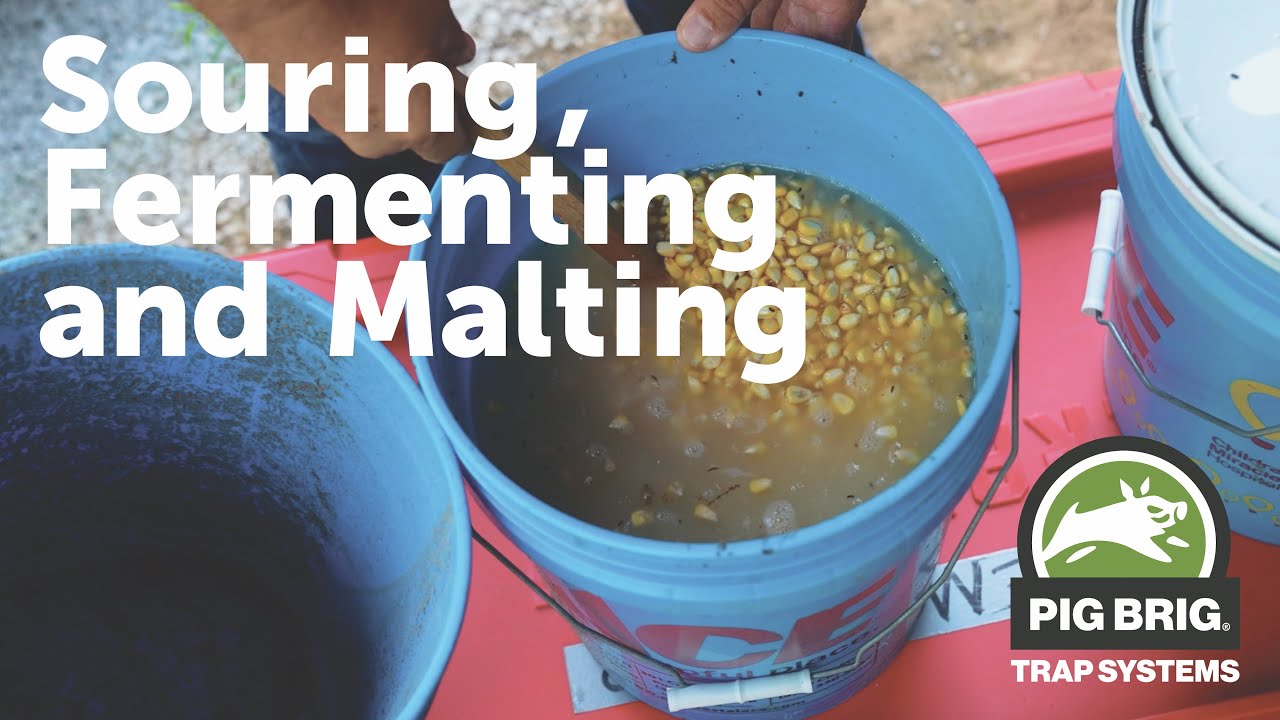 Enhancing the Bait: Souring, Fermenting, and Malting | Pig Brig Trap Systems