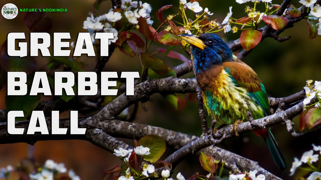1.5 Minutes of the Great Barbet Call 🪕 | Rare Bird Sound & Relaxing Nature Ambience