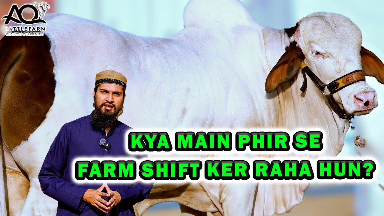 Aik or Hairat-Angez BEFORE AFTER | AQ Cattle Farm | Cattle Market Karachi