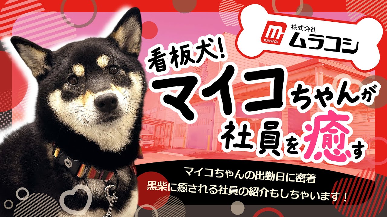 【社員犬】看板犬マイコが社員の皆さんへ癒しをお届け！💌
