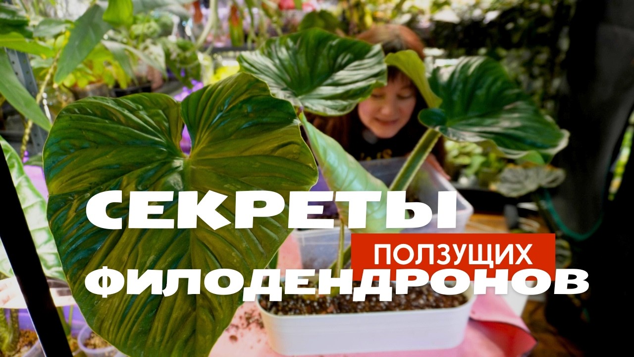 Филодендрон Plowmanii Пловмани уход, содержание, размножение, черенкование, пересадка