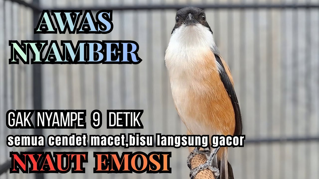 cendet gacor ISIAN - sangat ampuh untuk PANCINGAN semua cendet diem,ngedrop !! LANGSUNG EMOSI