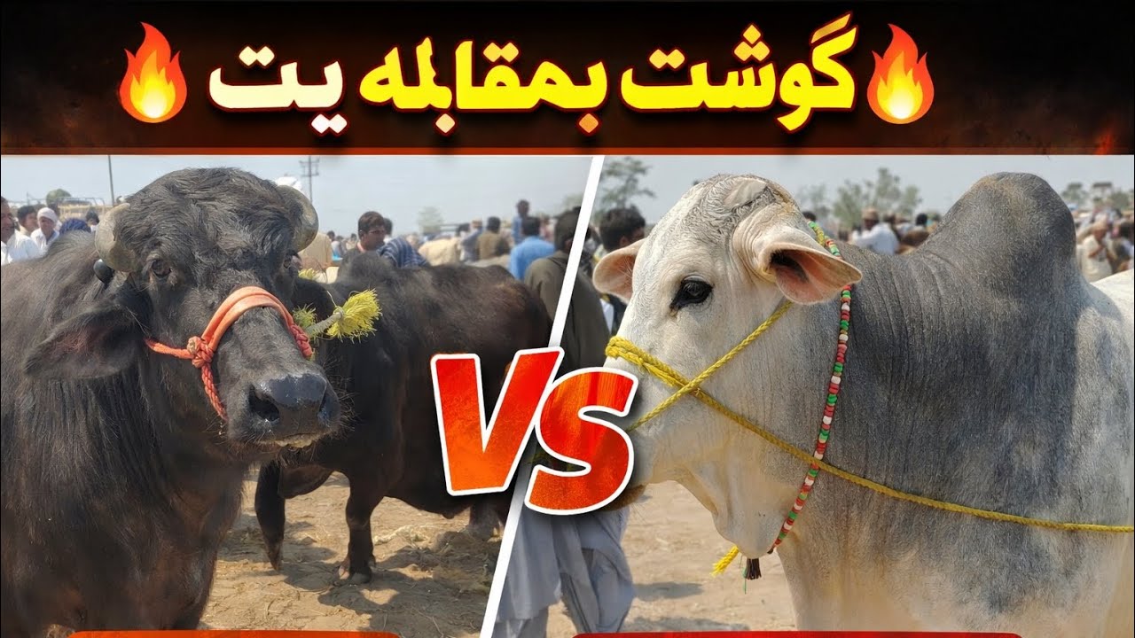 🔥 گوشت بمقابلہ ریٹ 🔥🔹 جانوروں کے نام (چھوٹے پینل میں):🐃 سندھا بھینس🐂 بھیل اور جھوٹا 🔥  