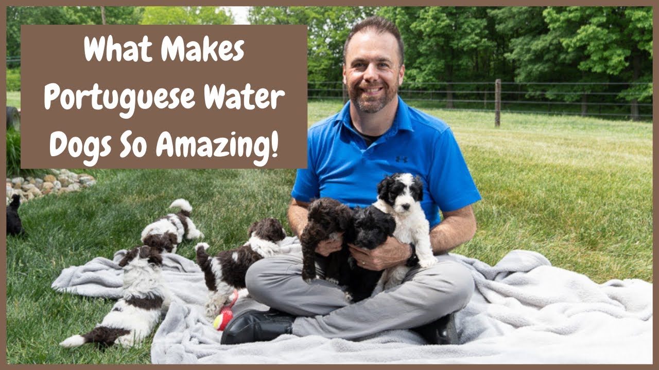 What Makes The Portuguese Water Dog Such a Great Breed?