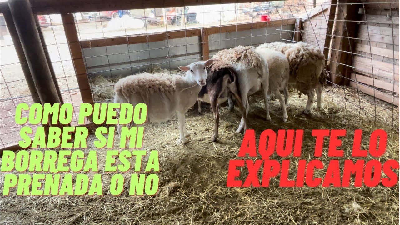 Como saber si mi borrega está preñada o no
