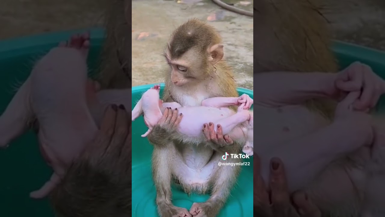 Today, the monkey learns to eat fried eggs