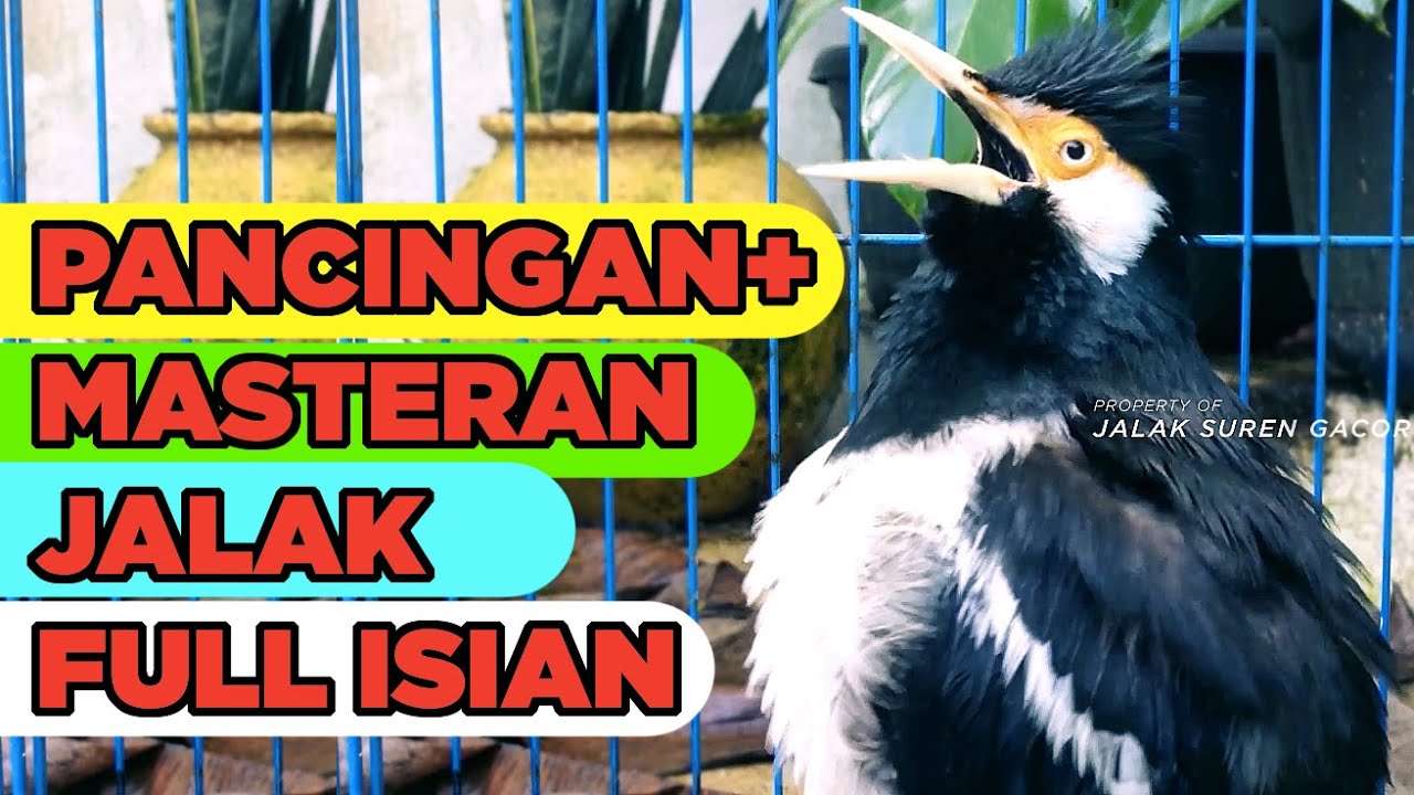Masteran Jalak Suren Isian Mewah Malam Hari Gacor Full Isian Cililin Tengkek