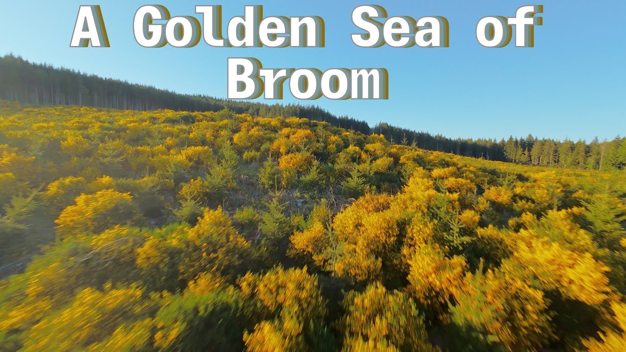Non-Stabalized Golden Hour Discovery | Drone Flight Through Wild Broom and Evergreen Pines