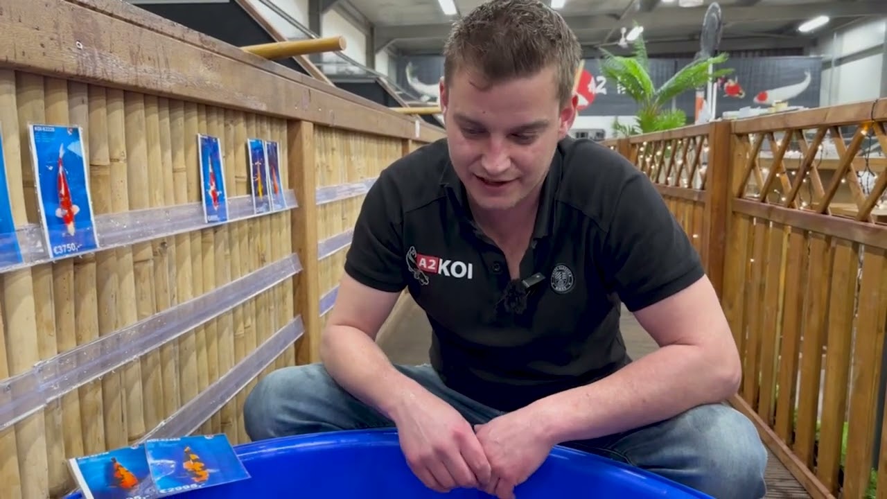 De beste koi van A2KOI: Roy laat hi utsuri en ki utsuri zien!