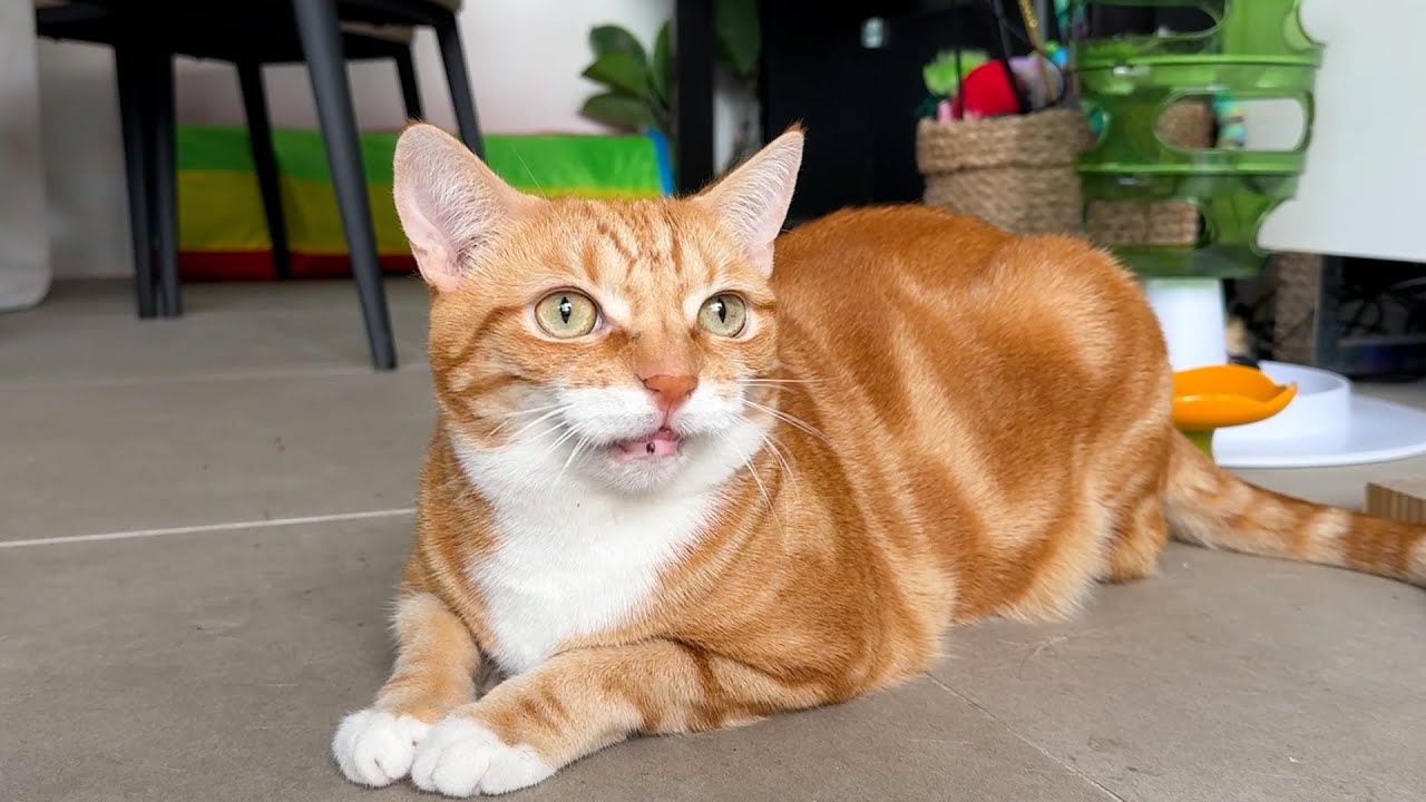 My cat saw a bird and said EKEKE!
