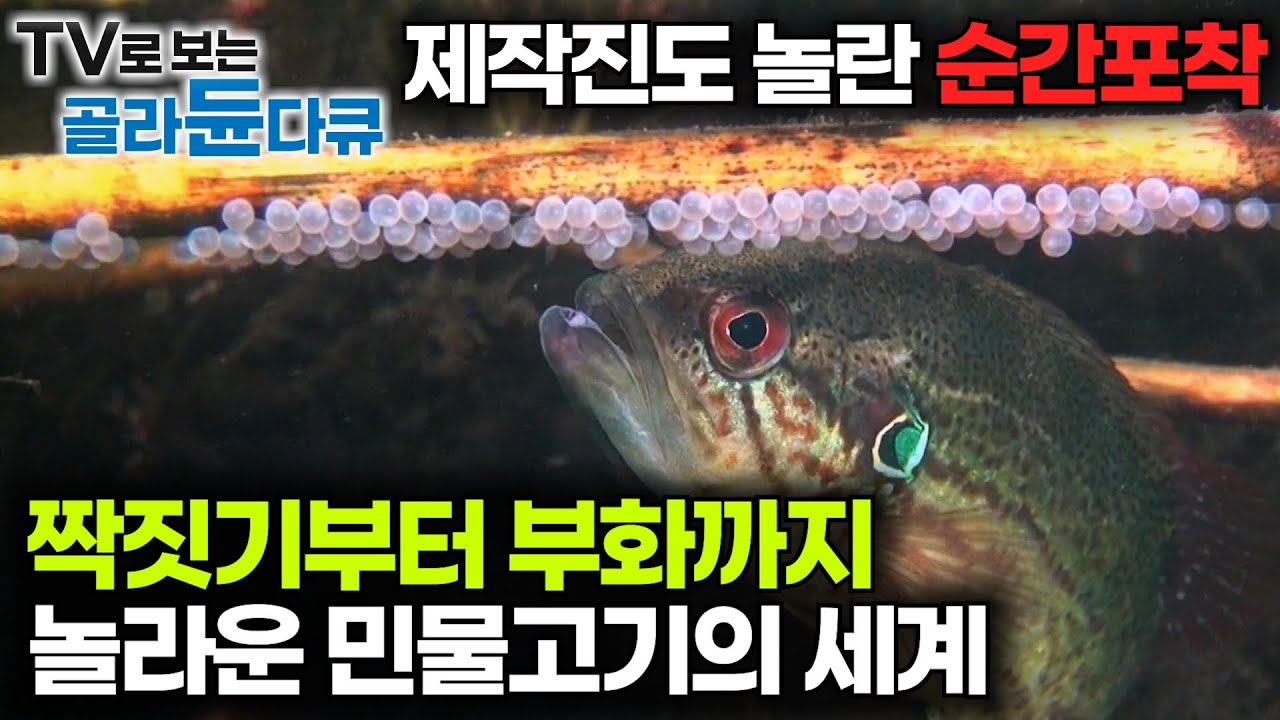 수 많은 강이 흐르는 한국. 방송최초 민물고기의 세계가 궁금해서 특수촬영해봤더니｜짝짓기, 부화, 치어, 성어까지 모든 과정｜EBS 명작 다큐｜#골라듄다큐