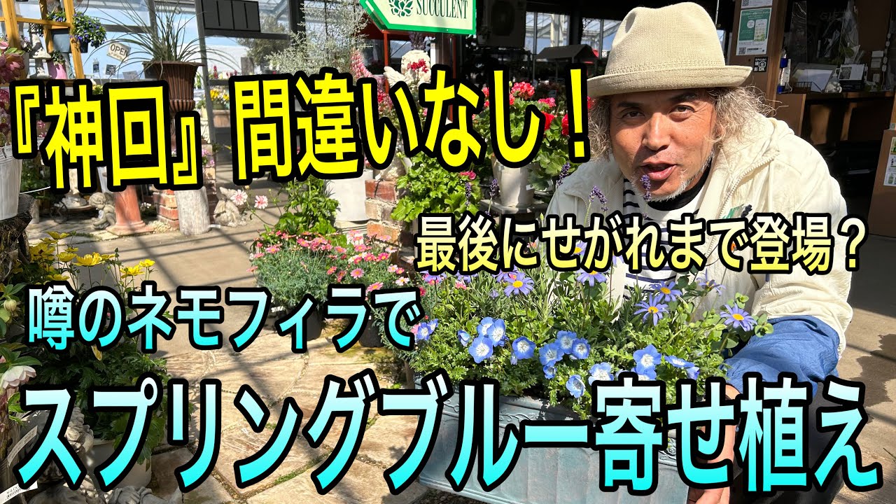 【寄せ植え】噂のネモフィラでスプリングブルー寄せ植え☆