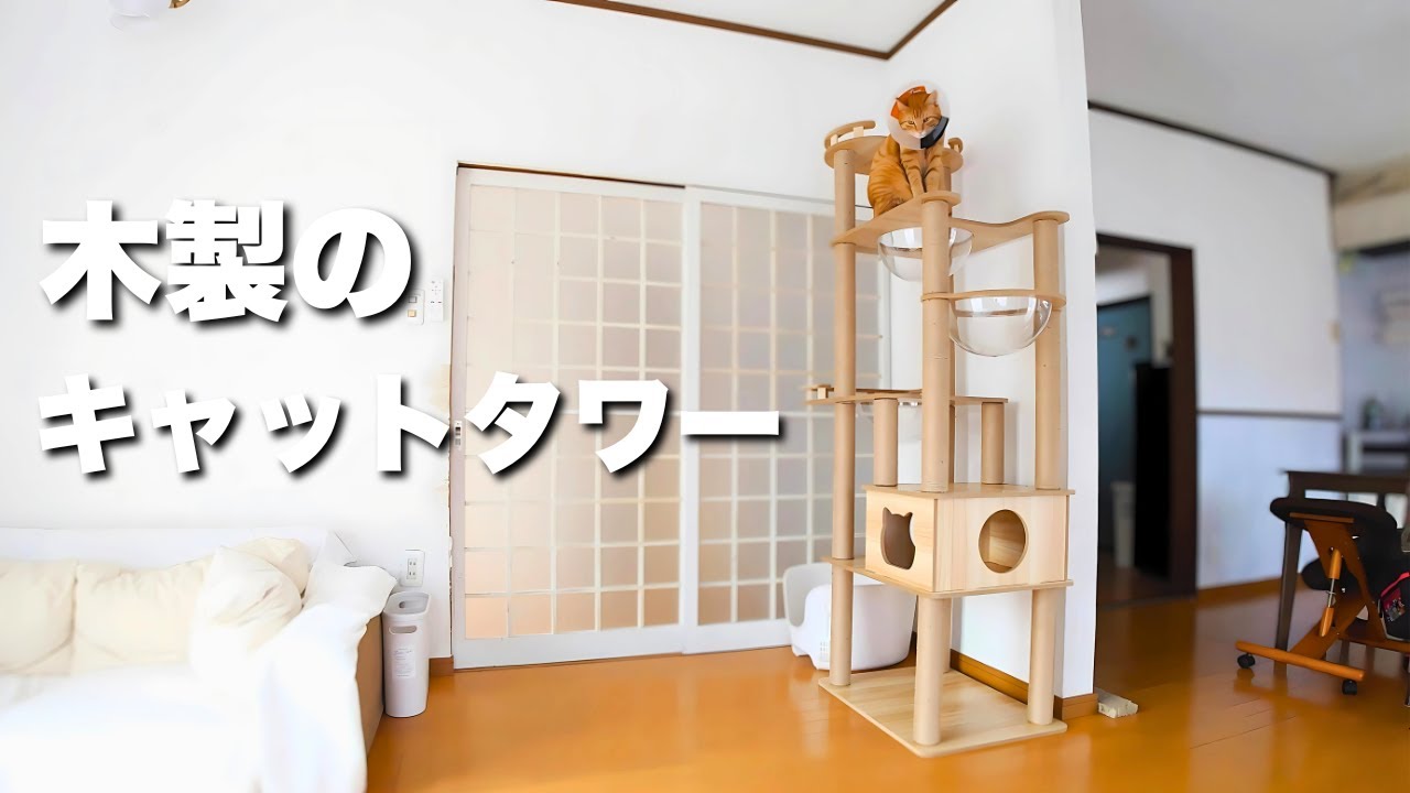 もっと早く木製のキャットタワーに変えておけば良かった…