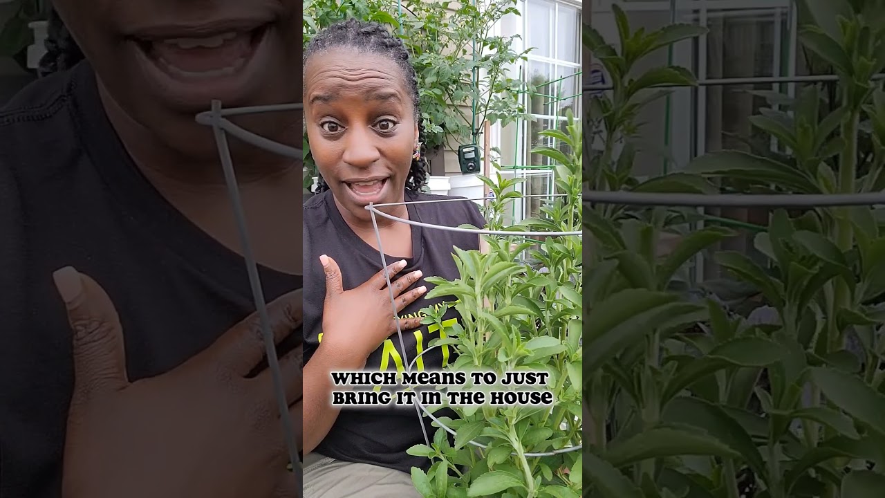 Why You Should Grow Stevia 1) low maintenance 2) comes back each year3) fresh taste better