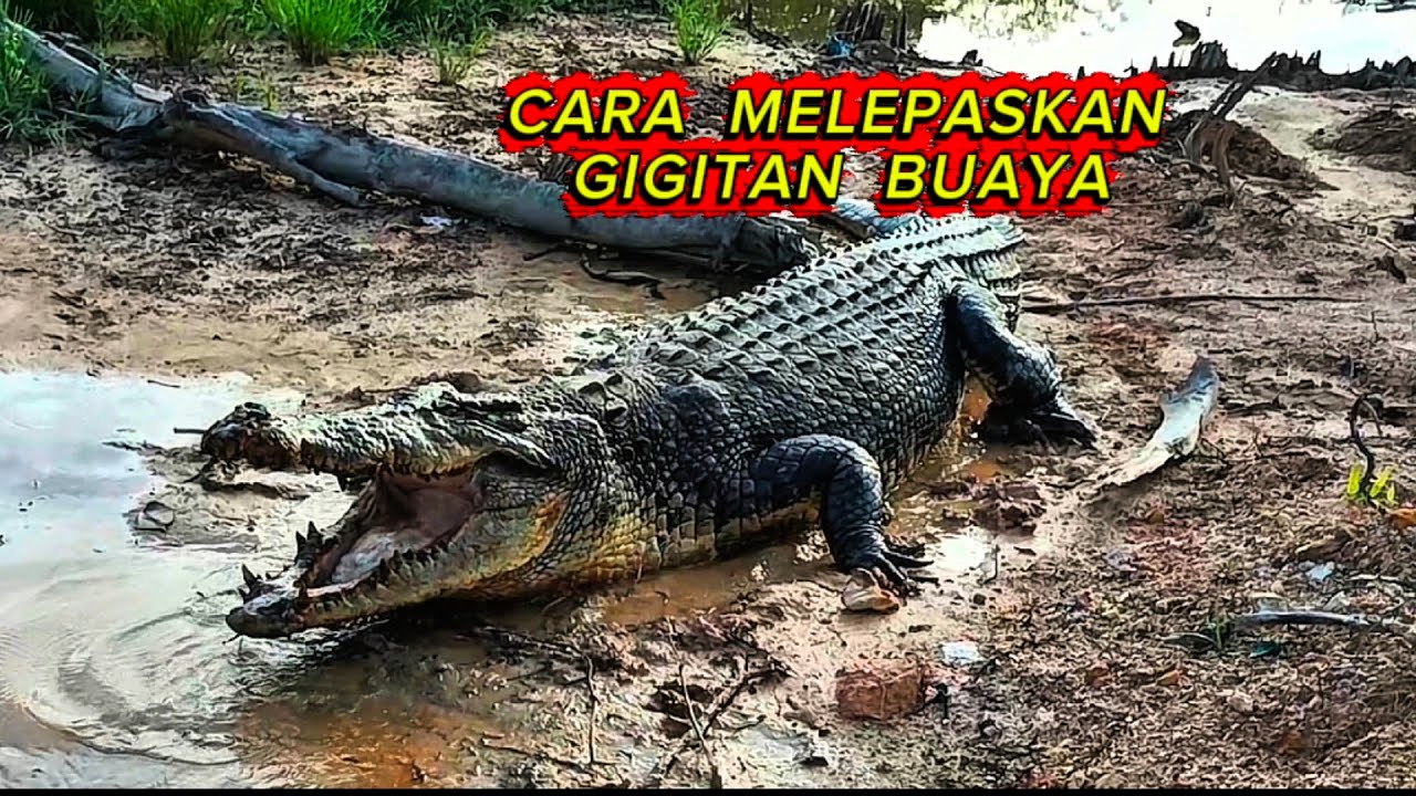 CARA MELEPAS GIGITAN BUAYA