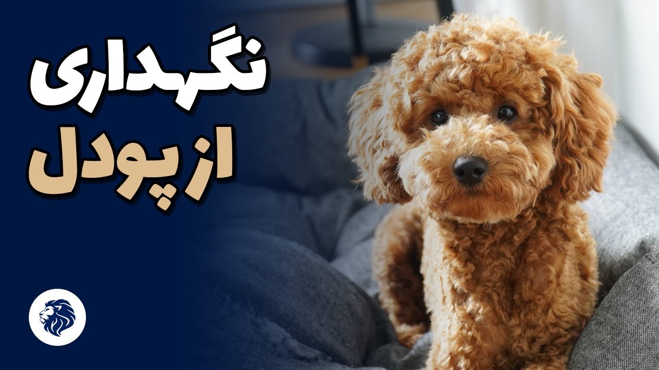 توضیحات کامل درباره خرید پودل