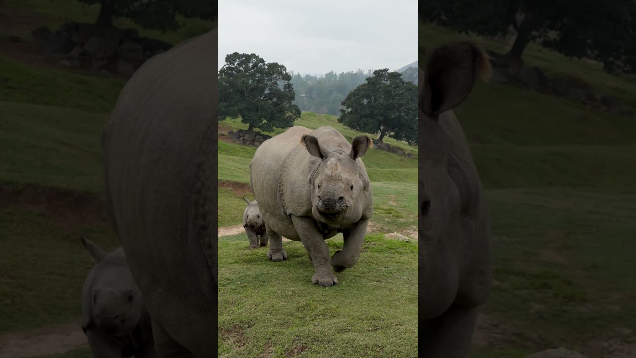 Greater no-horned rhino🦏?