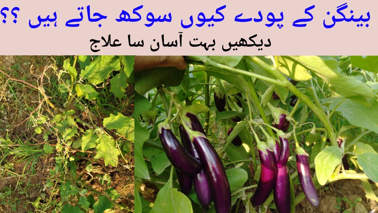 Brinjal Disease||Bangan ke bimariyan||Agriculture Guru