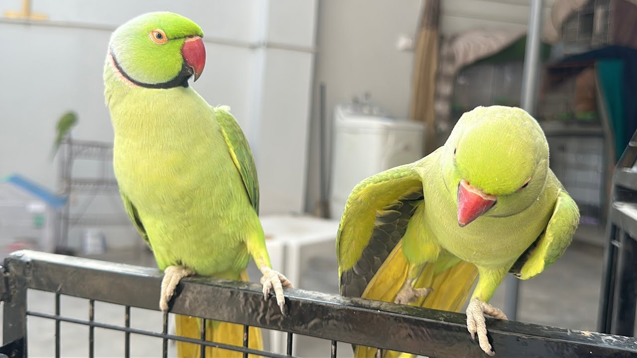 Golu Molu Parrot Talking Compilation