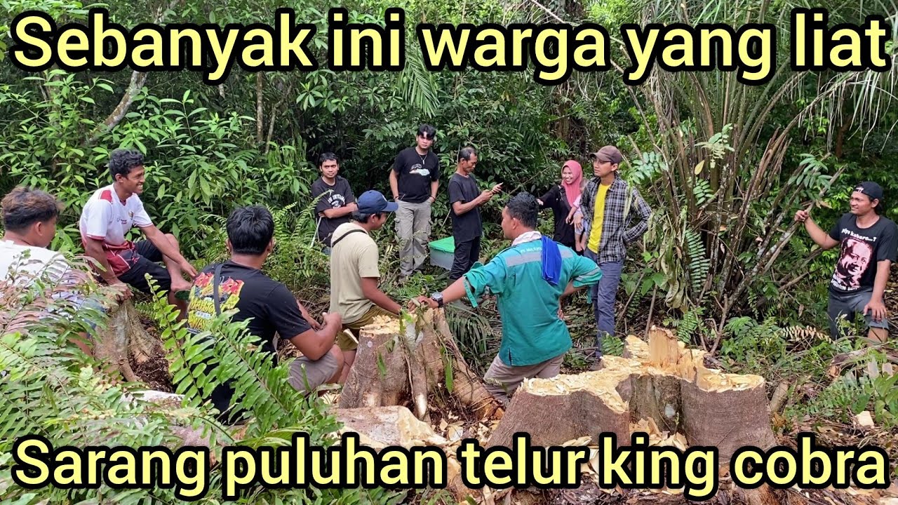 DI SAKSIKAN WARGA PEMBONGKARAN SARANG PULUHAN TELUR ULAR KING COBRA DI KEBUN SAWIT