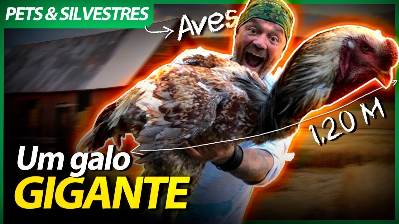 A MAIOR RAÇA DE GALO DO MUNDO! | RICHARD RASMUSSEN