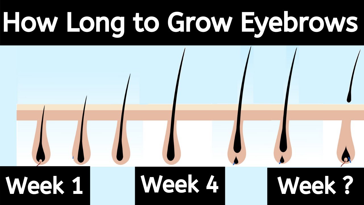 How Long Does It Take For Eyebrows To Grow Back | Eyebrows Growth Cycle | Hair Growth Rate