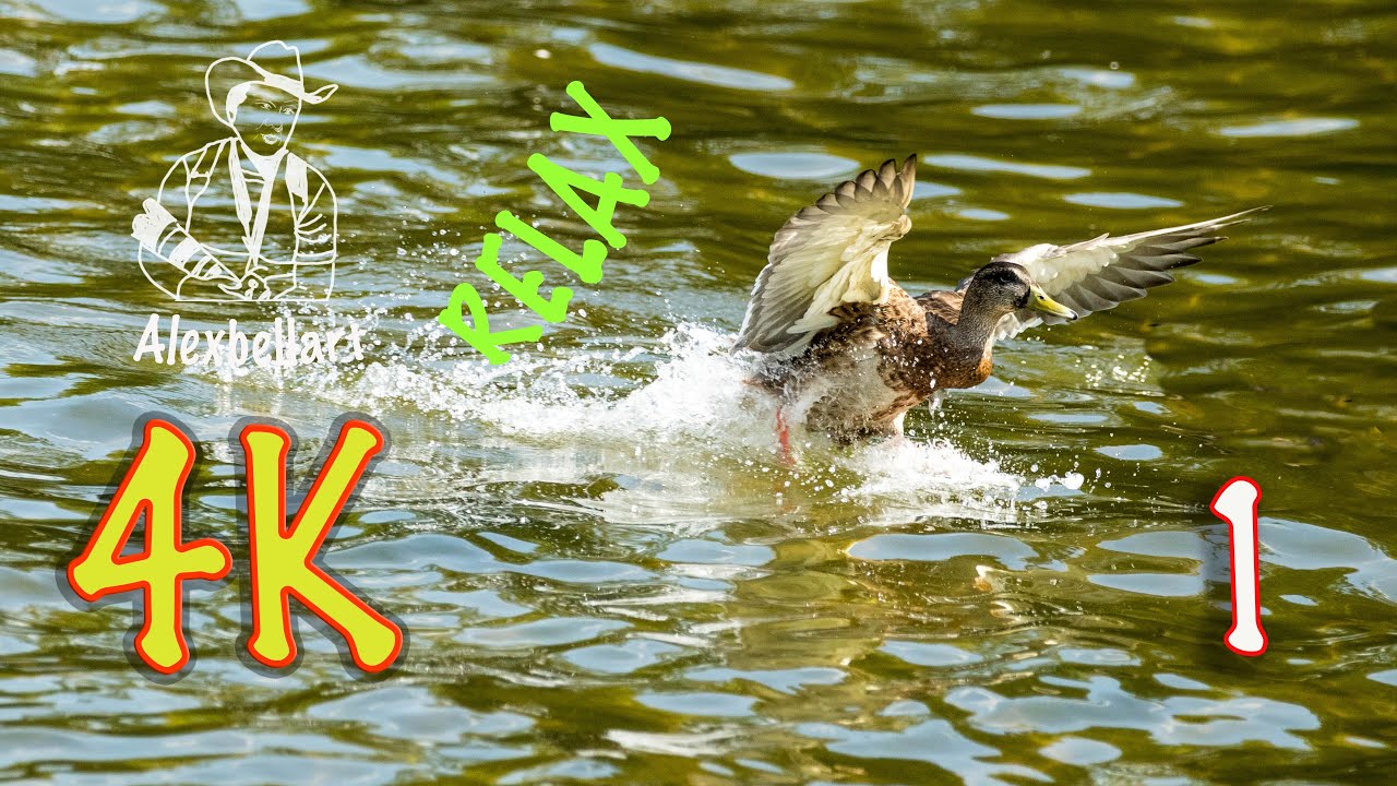 Nature. Interesting moments.Part1.Природа.Интересные моменты.Часть 1.Natur.