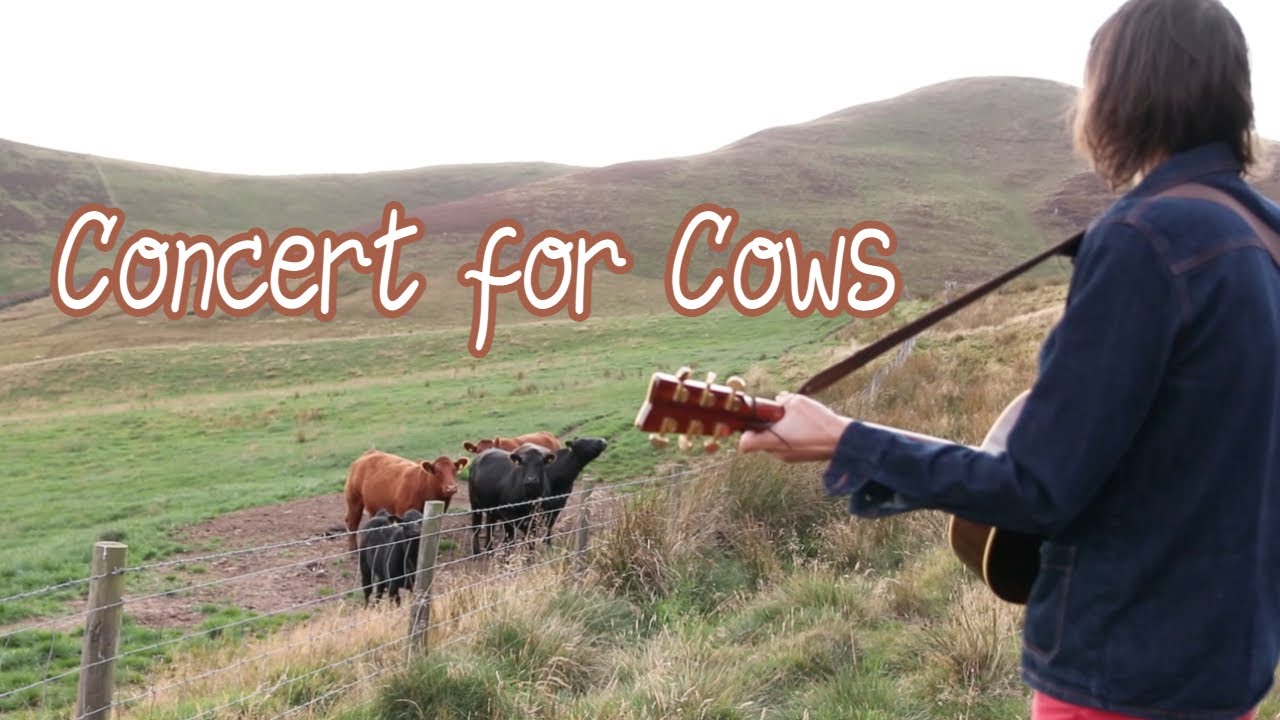 Concert For Cows