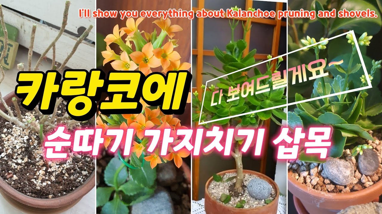 카랑코에 순따기 삽목  꽃 피우는 방법 알려드릴게요_I'll show you everything about Kalanchoe pruning and shovels.