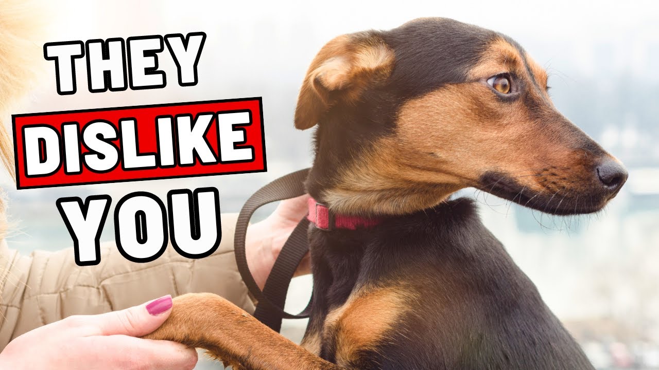Body Language: 11 Easy-to-Miss Signs That Your Dog Doesn't Like You