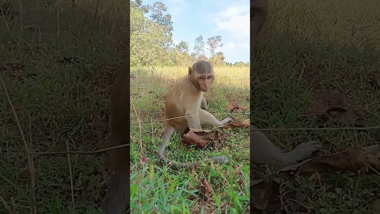 Monkey Daily Show #monkeyaction #monkeytime #monkey