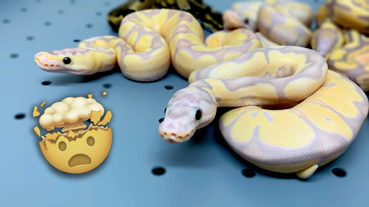 World's First Super Banana Enchi Clown Ball Python! | BallPythons9