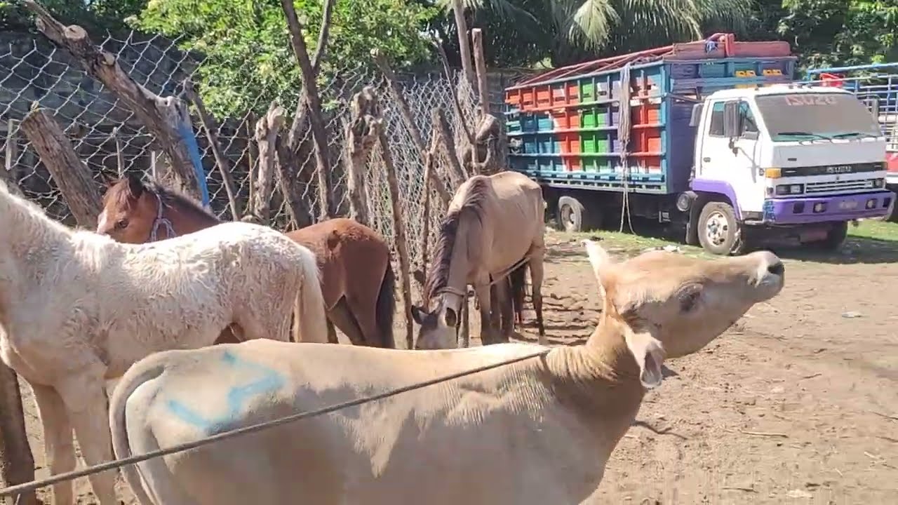 Caballos y Potrancas en El Tiangue de El Tránsito El Salvador 05/03/2025