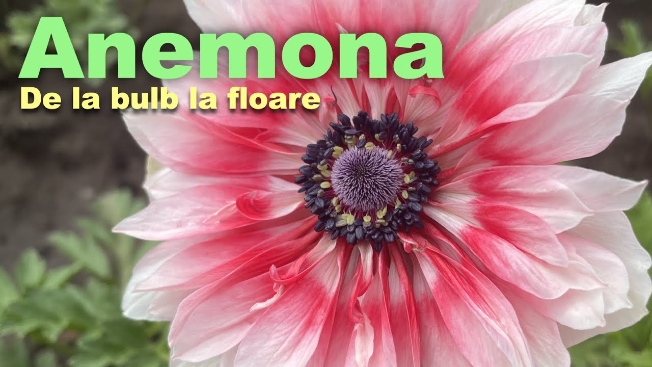 Ce fel se plantează bulbii de anemone