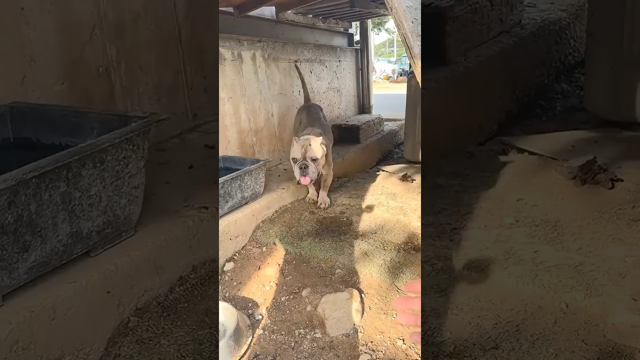 Remember the Dog who Was Abandoned when Her Body Began to Fail and Lost All Hope?