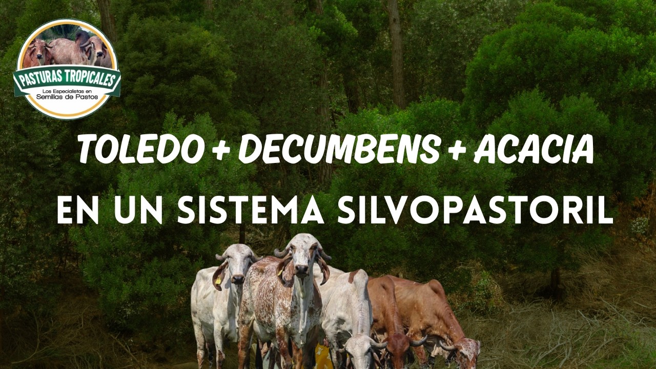 Pasto Decumbens + Pasto Toledo + Acacia: El Sistema Silvopastoril que transforma fincas