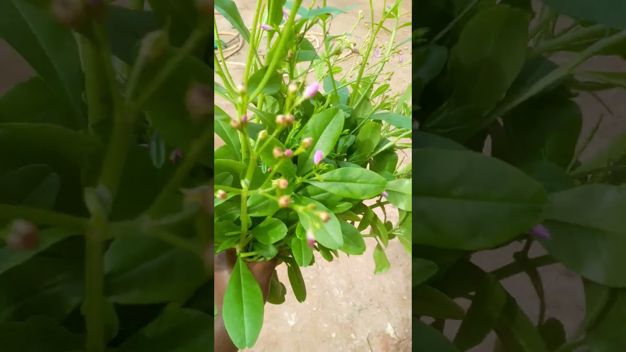 Water Leaf (vegetable) Harvest 