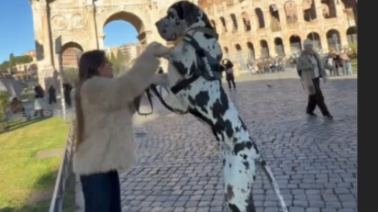 How tall do you think this dog is?