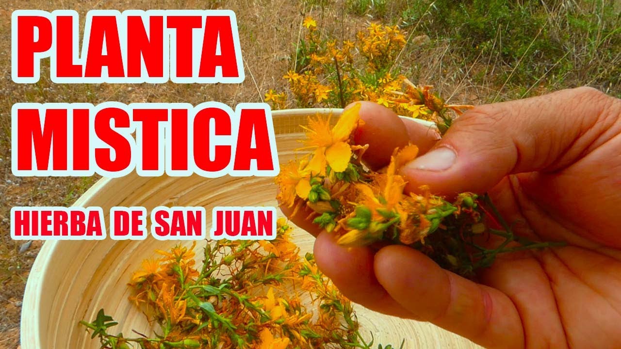 BENEFICIOS y PROPIEDADES de la HIERBA DE SAN JUAN o PLANTA de HIPERICO / Una PLANTA MAGICA
