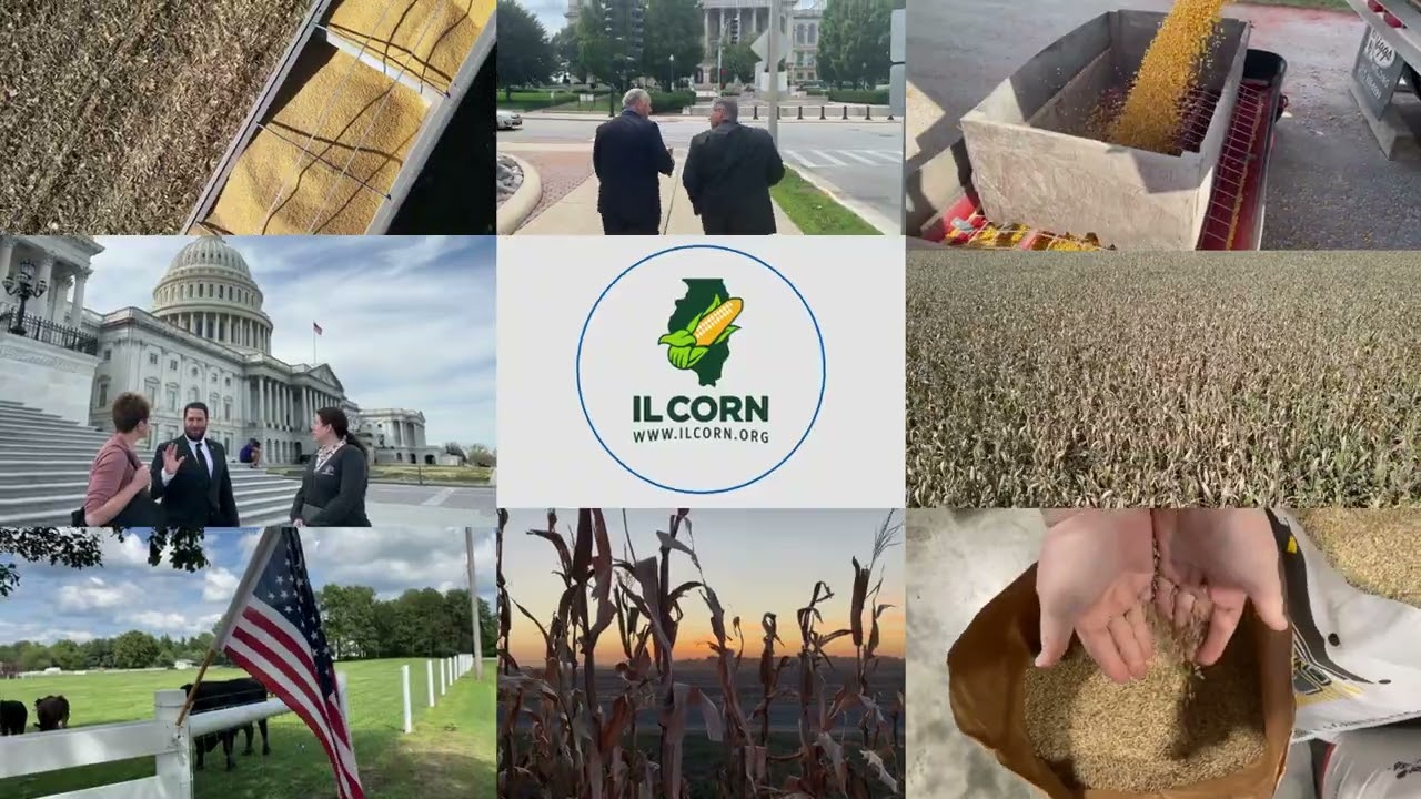 Who is IL Corn?