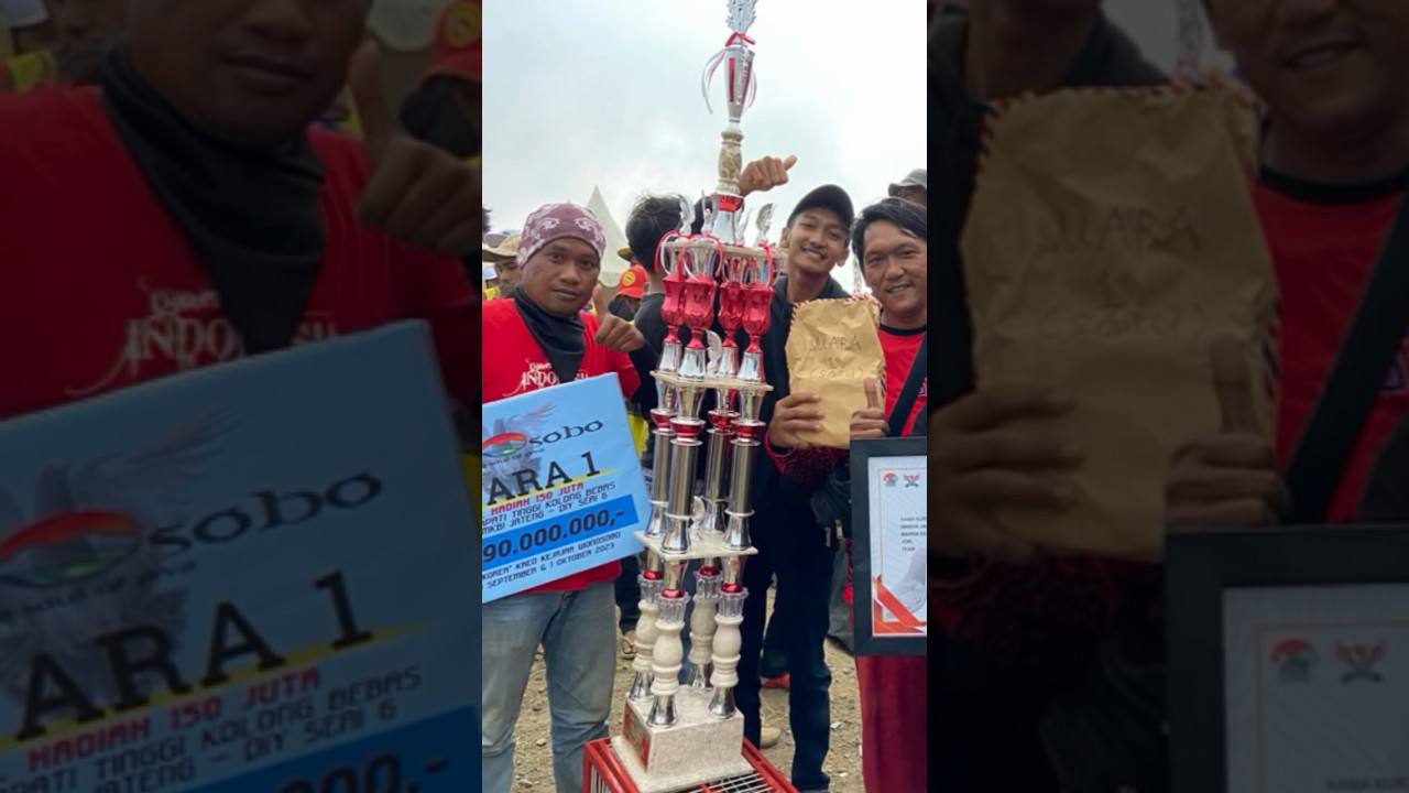 Jenggot naga Merpati Konsisten juara! #pigeon #jenggotnaga #adikanbs