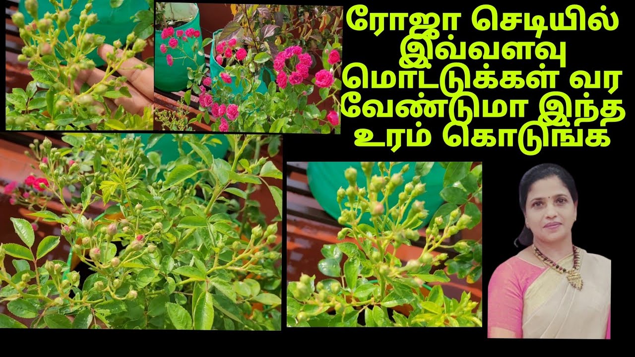 இவ்வளவு மொட்டுக்கள் உங்கள் ரோஜா செடிகளில்  வரவேண்டுமா, இந்த  காம்போவில் உரம்  கொடுங்க 👍👍👍
