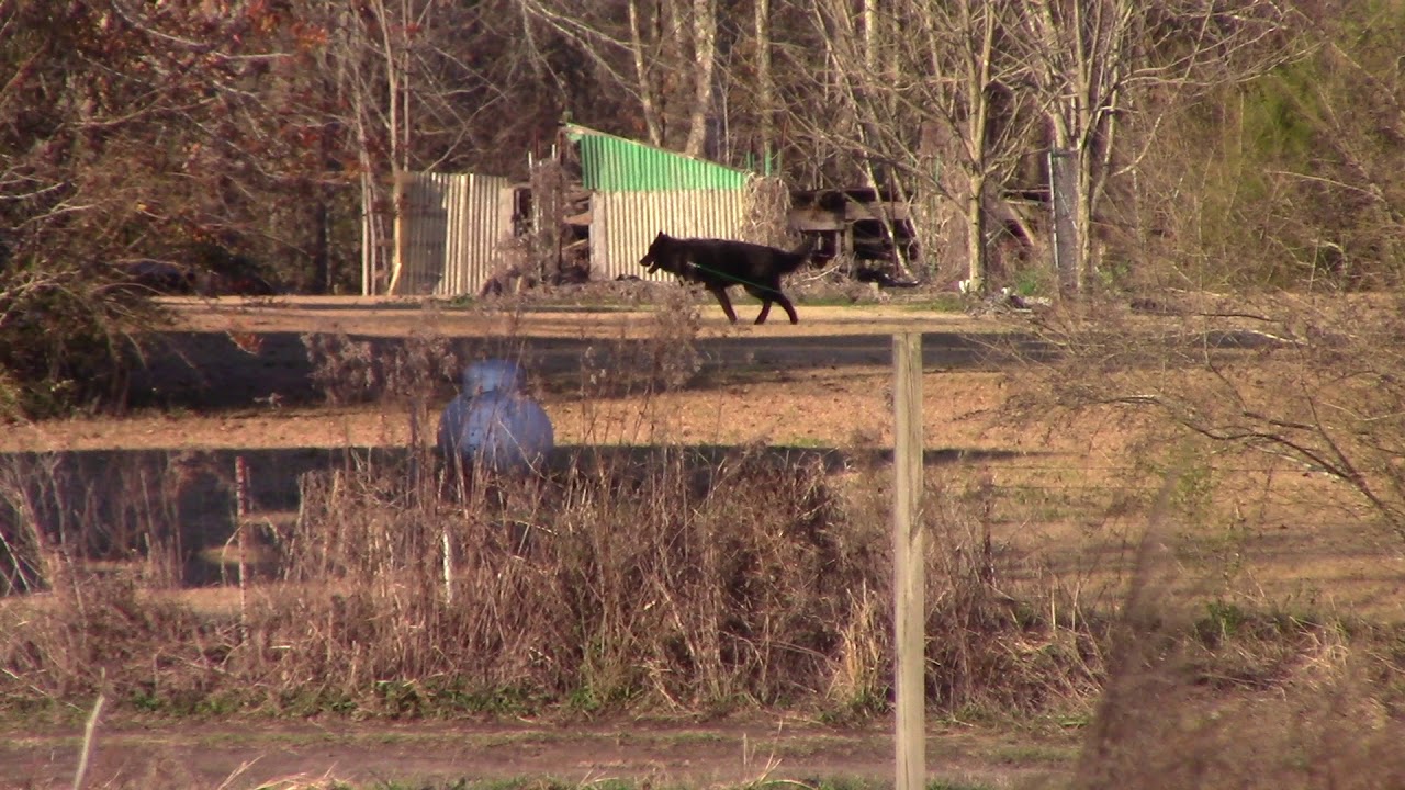 ПОСЛЕДНИЙ ЖИВОЙ ЛЮТОВОЛК!!!