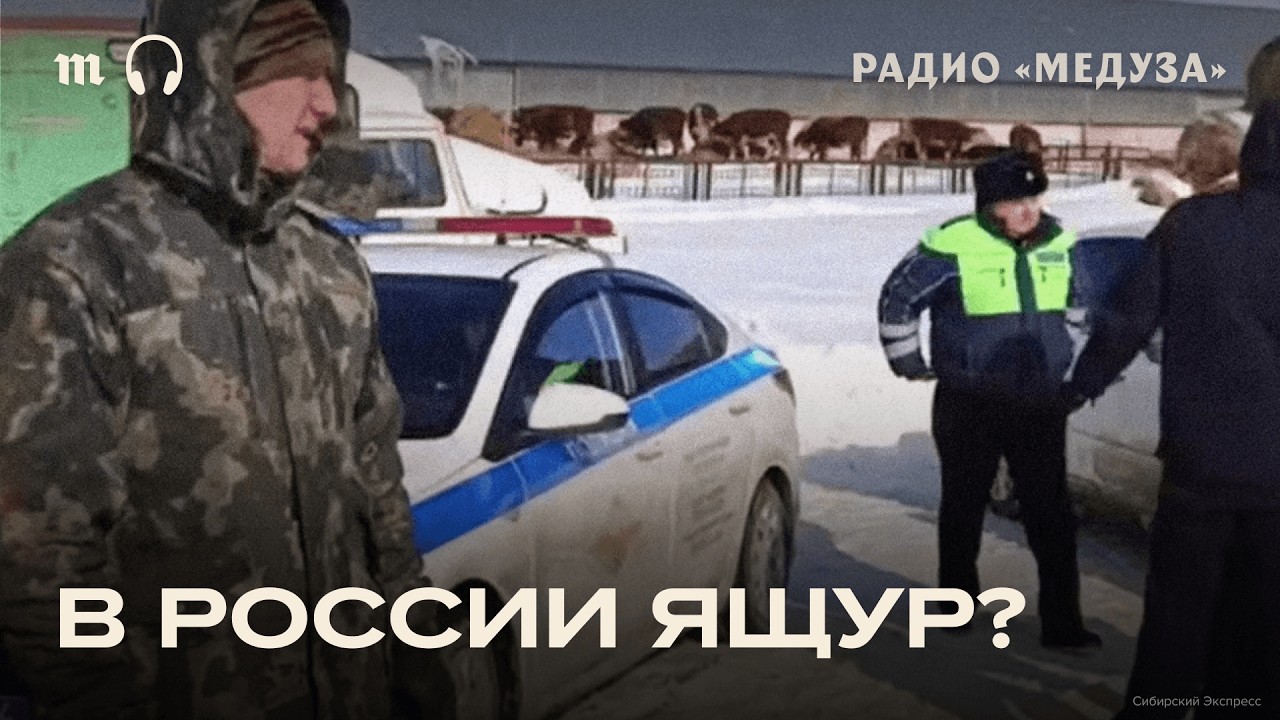 Почему в России массовый забой скота?