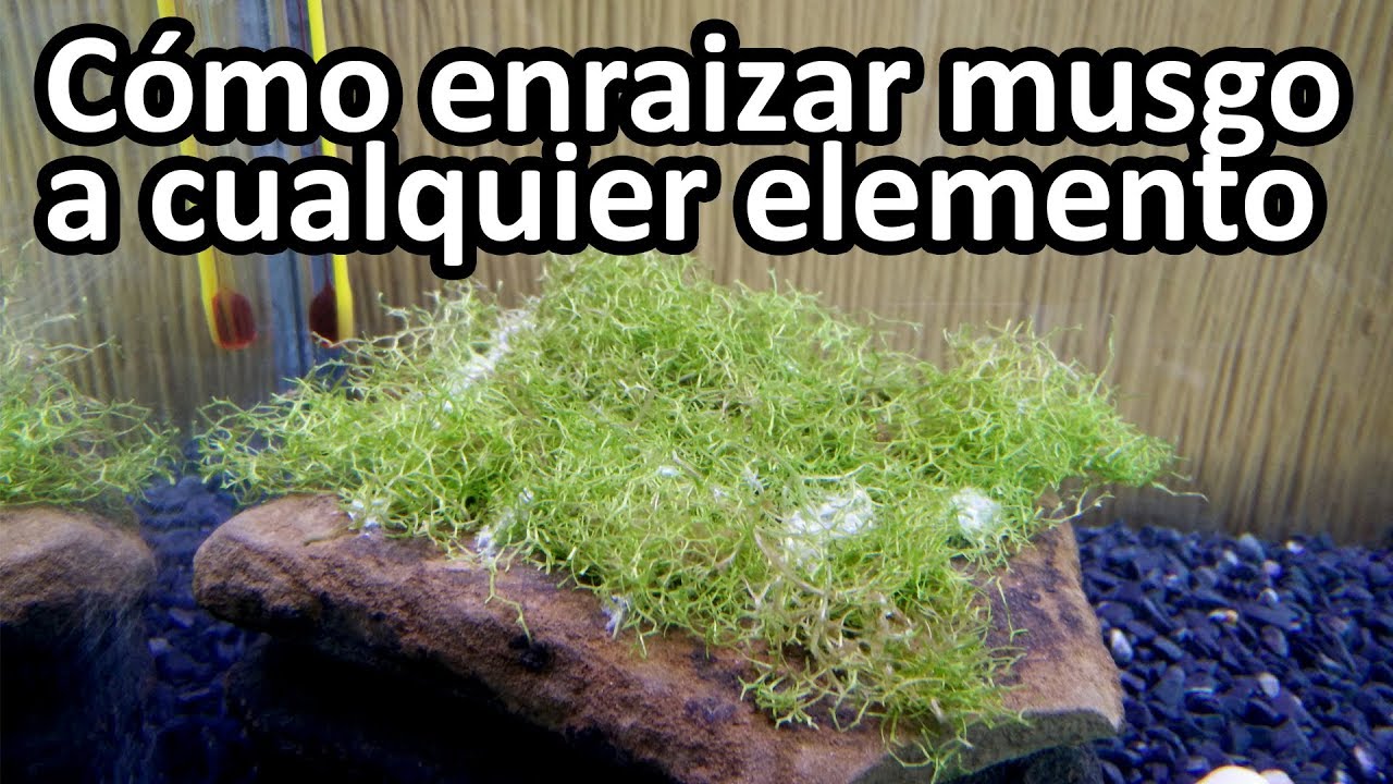 Cómo enraizar musgo a una piedra o tronco