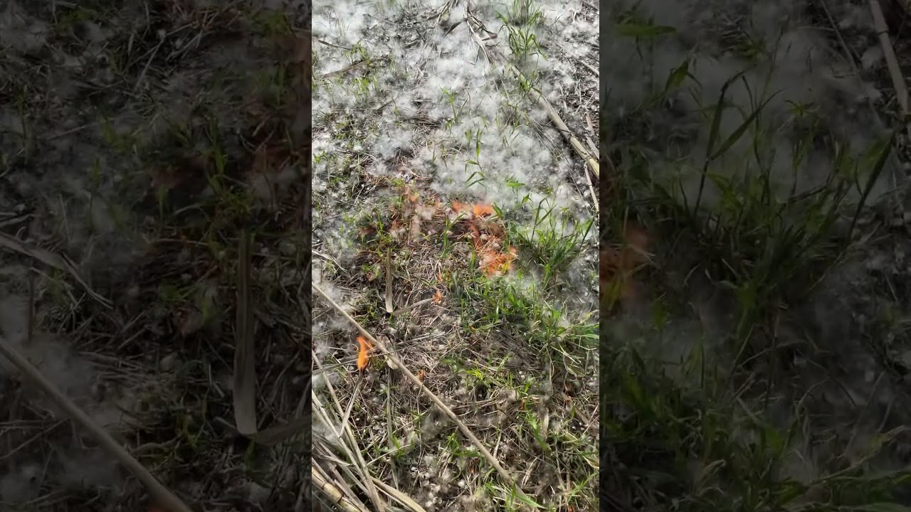 Poplar fluff burns well!🤔