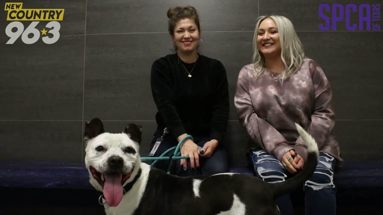 Wet Nose Wednesday with Rachel Ryan- 12 Strays of Christmas - Roscoe