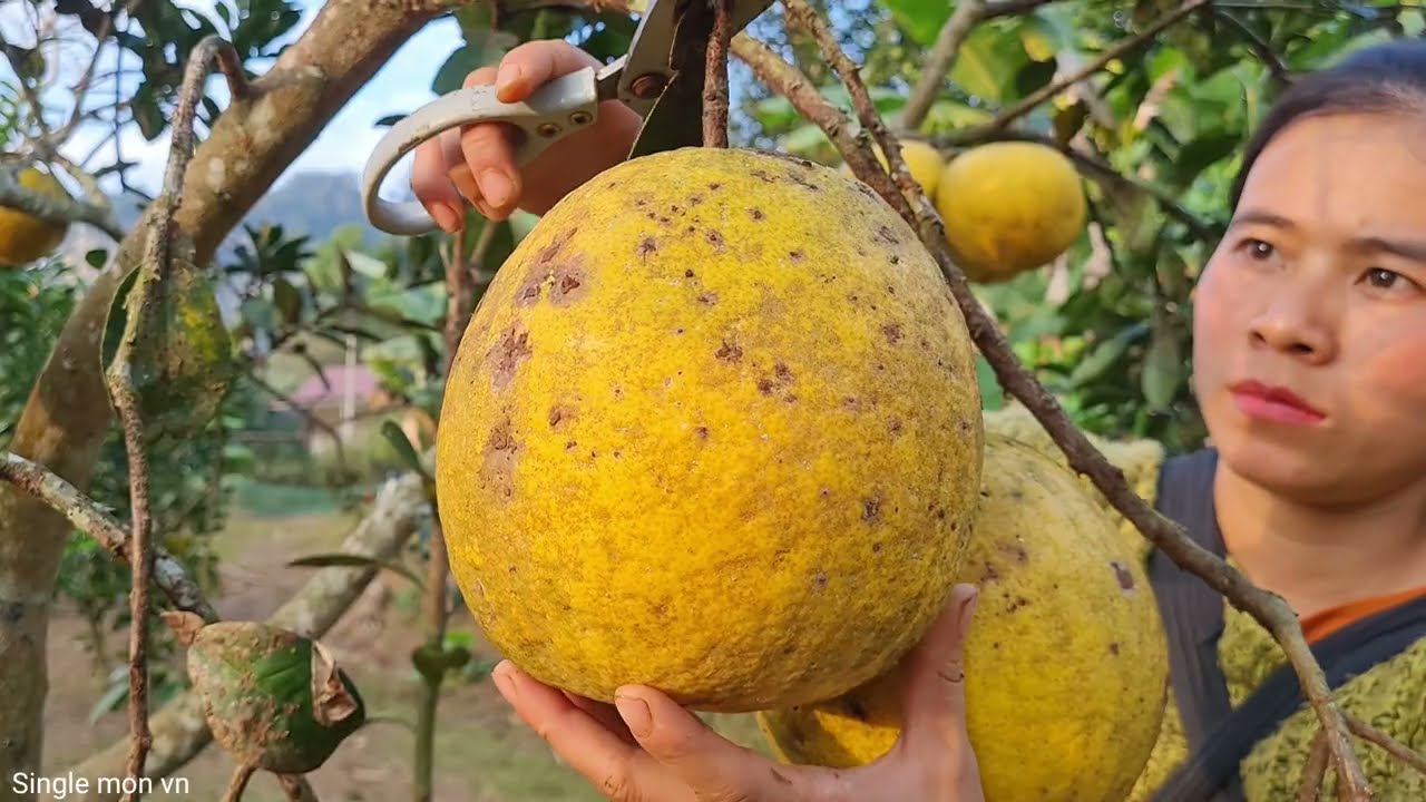 30 Year Old Single Mother - Harvesting Grapefruit Goes to the market sell | Single Mom VN