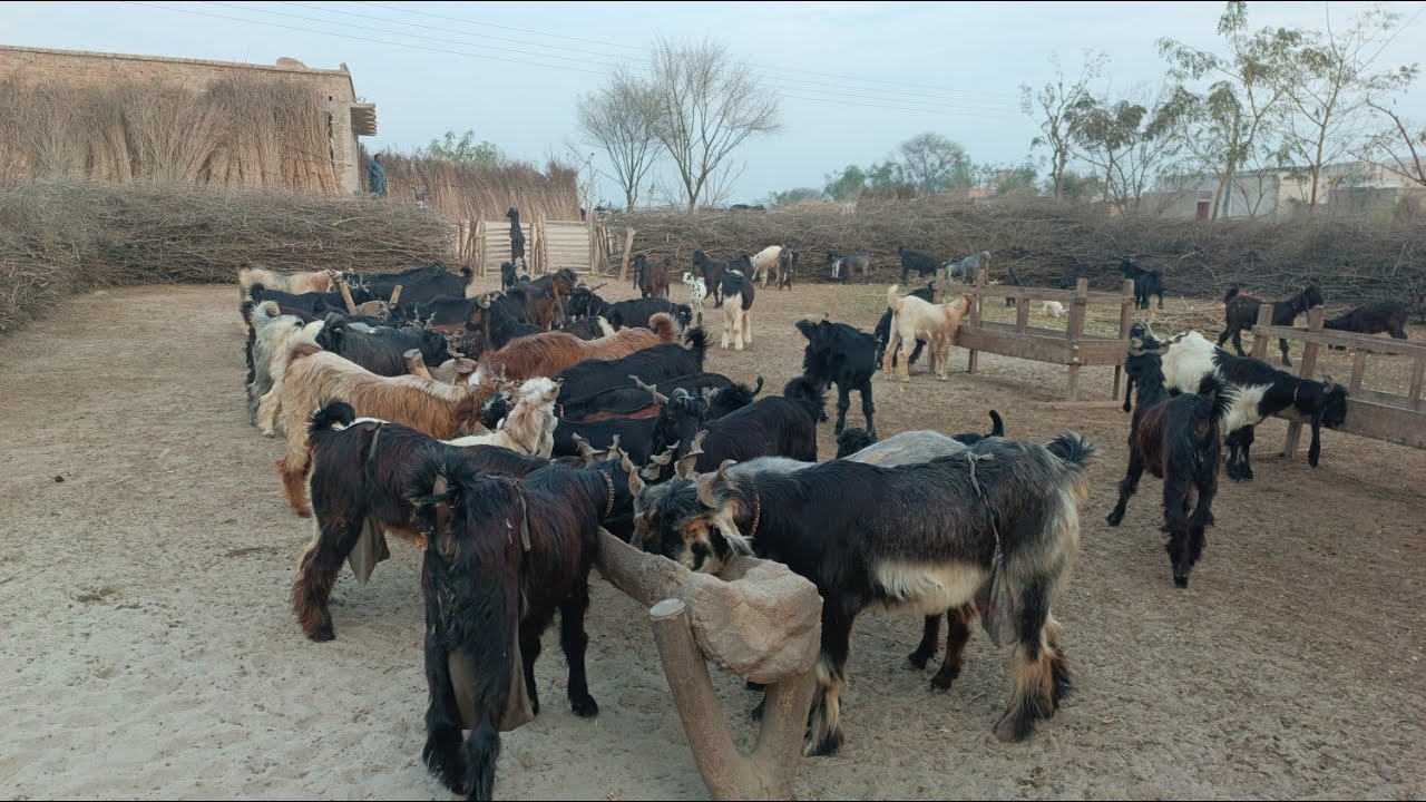 Hunjra Ddp Goat Farm, Higly milking ddp goat, Gabhan ddp goats,Milking ddp goats, Baby ddp goats